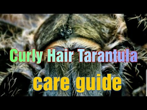 Curly hair tarantula care and setup (tliltocatl albopilosus. ex Brachypelma albopilosum)