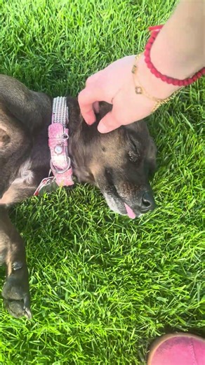 Running around and then bath time #entertainment #chihuahuafanclub #puppy #rescuedog