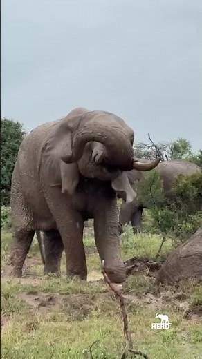When the Rain Comes… Fishan Heads to the Mud 🐘