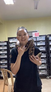 One of my retired breeders ☺️ She’s still a slithering puppy, really! 🥰 Sobrang lambing! | Arcandrez Ball Pythons