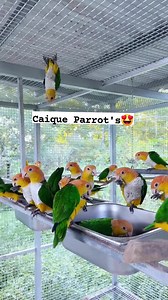 Caique Parrot's Colony 🥰❤️ #parrot #birds #caiqueparrot #pheasant #avicultura #aviarybirds #lovebirds #birdslover #cockatiel #birdsphotography #aviculture | Forest Aviary