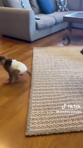 Dog and Baby Monkey Playtime Fun