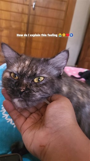 Howw 😭🧿♥️ #cat #lilly #trending #shorts #catlady #catlove #catvideos #catshorts #caticorn #catie