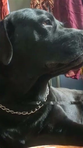 Don't underestimate black lab🔥 #dogshorts #animalshorts #dog