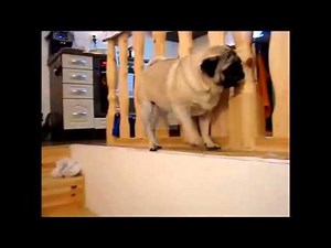 Pug falling down from the stairs