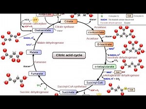 Explain lecture 8of biochemistry part1