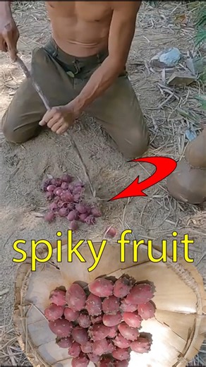 Spiky fruit—a primitive food source for humans. #findingthewild #food #primitive