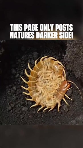 2.2K views | Some giant centipedes show a disturbing survival...