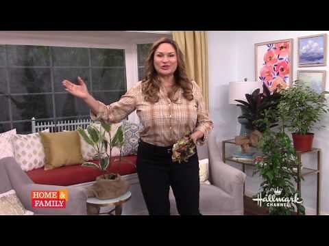 INDOOR FICUS PLANT CARE: Important Facts (Garden Center TV)