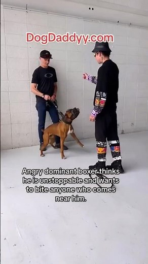 Dominant Angry Boxer Thinks No One Can Stop Him… The Dog Daddy