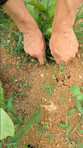 Hand-Pulling Weeds: Maintaining Garden Bed Health #shorts