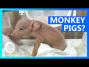 Piglets with monkey DNA born in Chinese lab - TomoNews