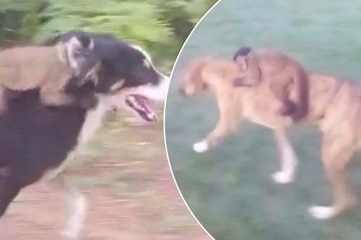 Monkey on your back? These dogs don’t mind