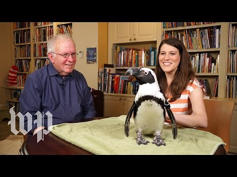 What sound does a penguin make? | Anna's Science Magic Show Hooray
