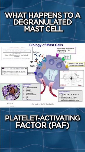 What Happens To A Degranulated Mast Cell