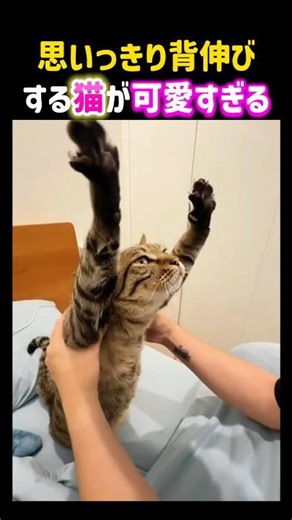 This cat stretching as far as it can is just too cute 😍✨