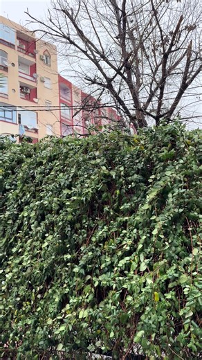 #الشعب_الصيني_ماله_حل😂😂 #fyp #viral #setif #fc26