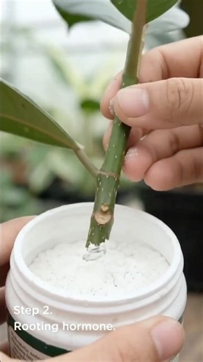 Propagate rubber plant from cuttings #viral #plants #gardening #houseplants