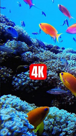 Recife de coral tropical 4K #subaquático #ecossistema #acuario