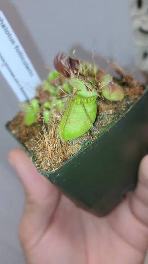 5.8K views · 23 reactions | Australian pitcher plant #shorts #reels #reelsvideo #reelsviral #viral #fyp #trend #trendingreels #trending #plant #carnivorousplant #insect #nature #naturephotography | Carnivorous Plants | Facebook