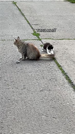 #мили #котики #мы | cats talk like humans