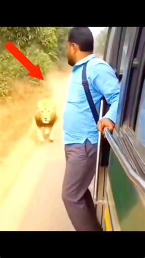 Lion Attacks Man From Behind While Catching a Bus 😨 #viral #trending #shorts