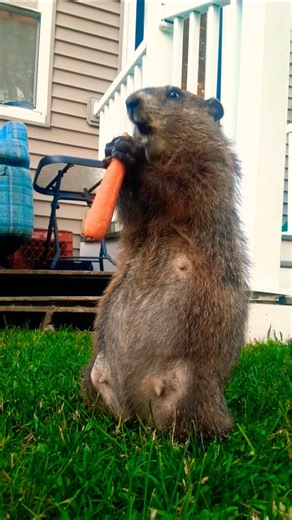 Mr. Sparkle You Definitely Need Swimming Trunks For This 🥕🐾 #groundhog #funny #lol #cute #adorable