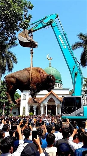 Giant Bison Lifted by Excavator in Front of Mosque – Once-in-a-Lifetime Scene!
