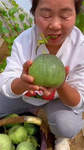 Harvesting Sweet Cucumber #fruit #natural #satisfying #agriculture