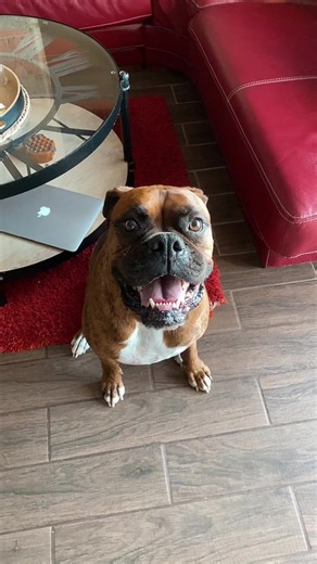 Boxer chien qui veut cambrioler une banque ? Momdog drôle