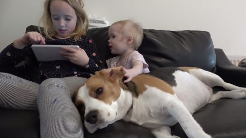 The Sweetest Greeting—Cute Dogs Welcome Owners with Love and Kisses