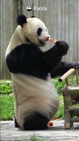 Who Taught Jia Mei How To Eat A Skewer Like That? | iPanda #shorts