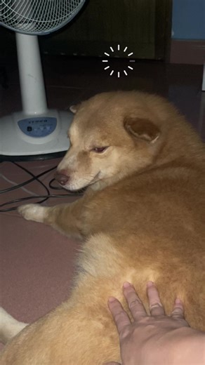 Chó dễ thương và những tình huống hài hước