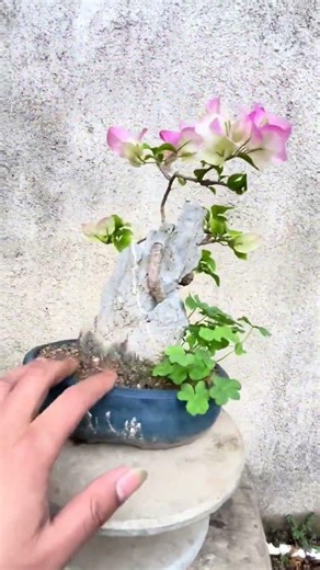 15元做的盆景，绿樱是根扦插的，石头8元花盆7元，现在值多少 #三角梅 #附石盆景 #三角梅盆景 #好看的花一定要分享给你 #花卉绿植