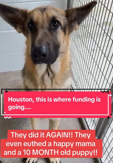 Urgent Call to Action: Save Dogs from Harris County Shelter in Houston, TX!