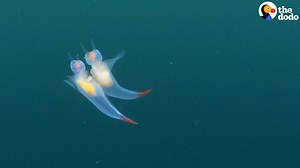 These guys are called sea angels — and they do the two most incredible things at once! | The Dodo