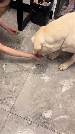 #拉布拉多寻回犬 #狗子的迷惑行为 吃了颗爆炸糖后，不敢走路了🙈#更新来啦姨姨们
