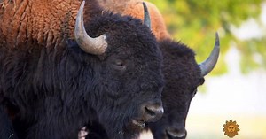 Nature: Colorado Rockies