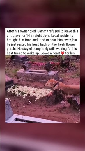 Loyal Dog Sammy Guards Owner's Grave for 14 Days 💔