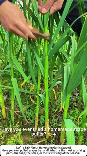 DIY Garlic Scape Picker – Speeding Up a Tedious Harvest! 🌱⚡