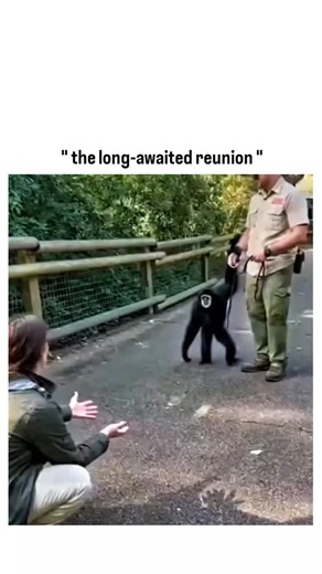 WIILDVIDS IO on Instagram: "This post shows an emotional reunion between a monkey and the human it recognizes instantly, turning a simple meeting into a full-body explosion of joy—tight hugs, shaking hands, nonstop squeals, and that unmistakable moment where the monkey clings like it’s afraid to ever let go again. It taps into the viral trend of long-separation reunion reels, where animals show raw, unmistakable emotion that hits harder than any scripted moment—proof that memory, attachment, and