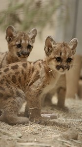 64K views · 4.6K reactions | Three cubs, two years, one big milestone  The mountain lion trio is celebrating what wildlife care specialists believe to be their second birthday. Since their rescue as six-week-old orphaned cubs, our team has been paws-itively privileged to watch Hemuk, Te'Oyee, and Pehkaay's distinct personalities shine as they continue to learn and grow together. #mountainlioncubs #sdzsafaripark #cubdate | San Diego Zoo Safari Park | Facebook