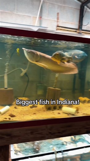 109K views · 798 reactions | Definitely the biggest fish we have ever...