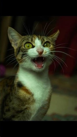 Unlocking the Secrets of Cat Communication: 100+ Sounds Explained!