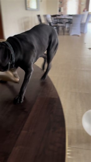 Discover the Italian Mastiff Breed Characteristics