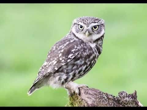 Free Owl Sound Free Sound Effects 4