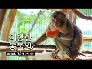 [선공개] ※충격※ 바나나 거부하는 원숭이?🐵 "제철 수박으로 준비해. 껍질은 빼고." #이상한동물원 #애니멀봐