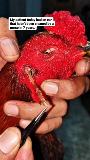 My patient today had an ear that hadn't been cleaned by a nurse in 7 years. #animalcare #chicken