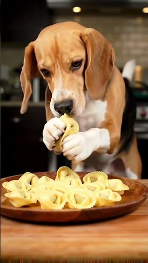 COOKING WITH BEAGLES | Tortellini Beagle dogs cook Tortellini with a cooking demonstration