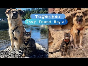 Burned Kitten and Broken Dog Help Each Other Heal!
